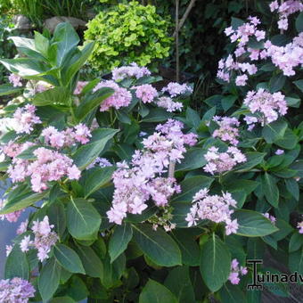 Hydrangea macrophylla 'You & Me ®Forever'