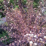 Physocarpus opulifolius - Blaasspirea