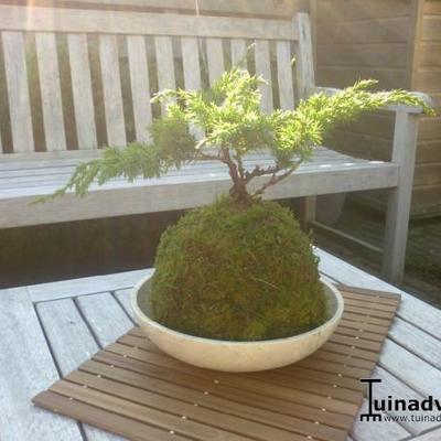 Jeneverbes - Juniperus squamata 'Blue Swede' 