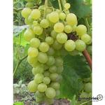 Vitis vinifera 'Suzi' - Witte druif