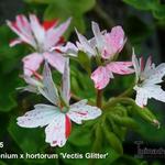 Pelargonium x hortorum 'Vectis Glitter' (stellartype) - Geranium