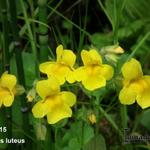 Gele maskerbloem - Mimulus luteus