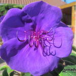 Tibouchina urvilleana - Tibouchina / Spinnenbloem