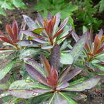Euphorbia 'Blackbird' - Cipreswolfsmelk