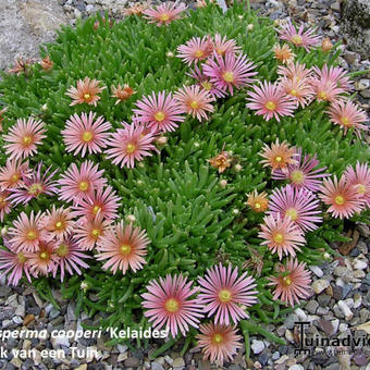 Delosperma cooperi 'Kelaidis'