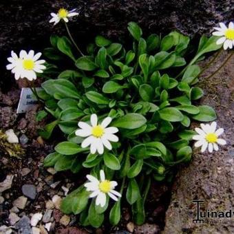 Bellium bellidioides