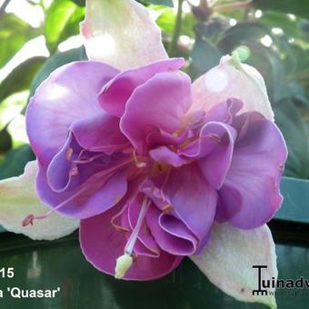 Fuchsia 'Quasar'