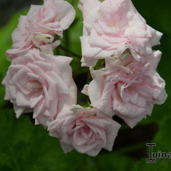 Pelargonium 'Millfield Rose'