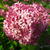 Hydrangea arborescens 'Pink Annabelle'