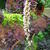 Francoa sonchifolia