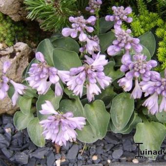 Hosta 'Blue Mouse Ears'