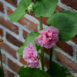 Alcea rosea 'Double Pink' - Stokroos