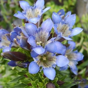 Gentiana septemfida