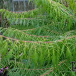 Rhus typhina 'Dissecta' - Fluweelboom, azijnboom