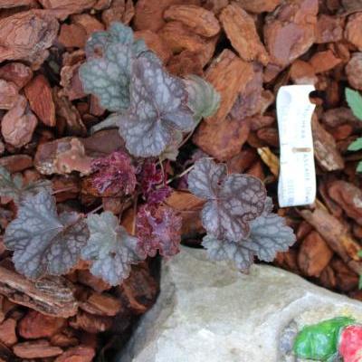 Purperklokje - Heuchera 'Cascade Dawn'