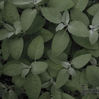 Salvia officinalis 'Maxima'