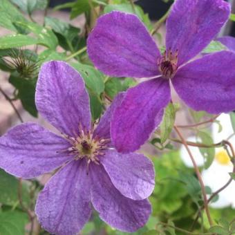 Clematis 'SoMany Lavender Flowers'