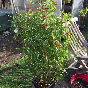 Capsicum annuum 'Thai Hot'