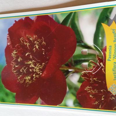 Pioen - Paeonia lactiflora 'Nippon Beauty'