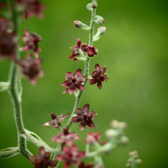 Veratrum schindleri