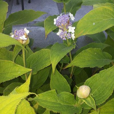 Berghortensia, Waterstruik - Hydrangea involucrata