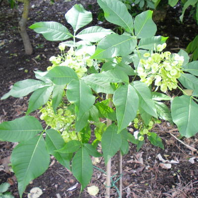 Lederboom - Ptelea trifoliata