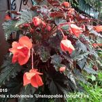 Begonia x boliviensis 'Unstoppable Upright Fire' - Begonia