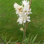 Polianthes tuberosa 'The Pearl' - Polianthes tuberosa 'The Pearl'