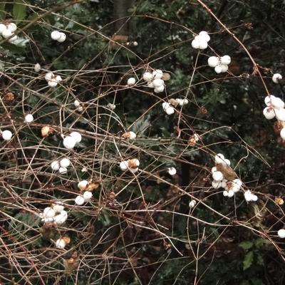 Sneeuwbes/Klapbes - Symphoricarpos albus