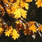 Quercus rubra - Amerikaanse eik