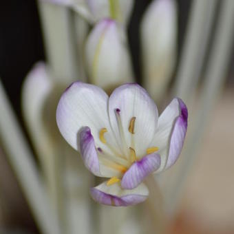 Colchicum byzantinum