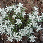 Leontopodium souliei 'Alpina White' - Edelweiss
