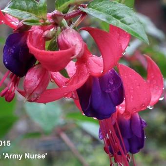 Fuchsia 'Army Nurse'