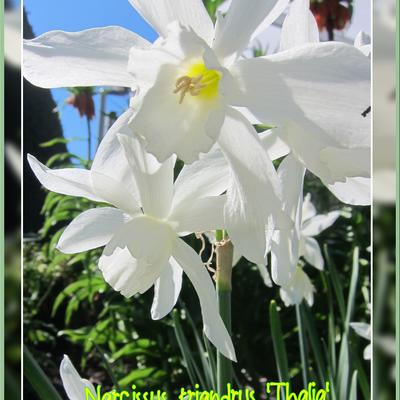 Narcis - Narcissus triandrus 'Thalia'