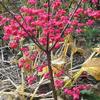 Kardinaalsmuts - Euonymus europaeus 'Red Cascade'