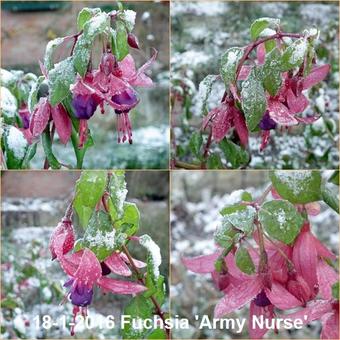 Fuchsia 'Army Nurse'