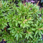 Rotsheide - Pieris japonica 'Debutante'