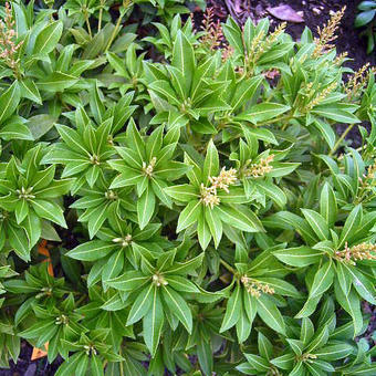 Pieris japonica 'Debutante'