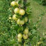 Ribes uva-crispa 'Invicta' - Stekelbes