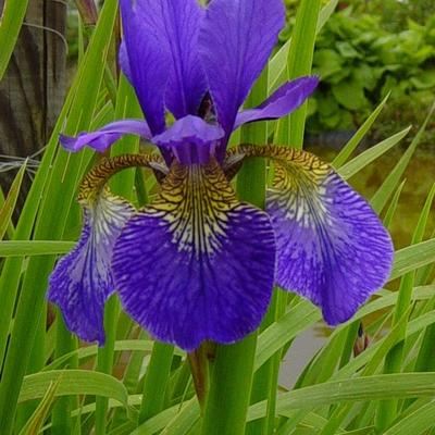 Siberische lis - Iris sibirica 'Blue King'