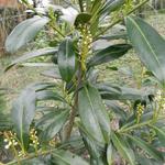 Prunus laurocerasus ‘Caucasica’  - Laurierkers