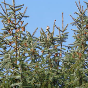 Picea pungens 'Glauca'