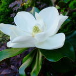 Magnolia grandiflora ‘Galissonière’ - Beverboom