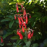 Phygelius x rectus 'New Sensation' - Kaapse Fuchsia
