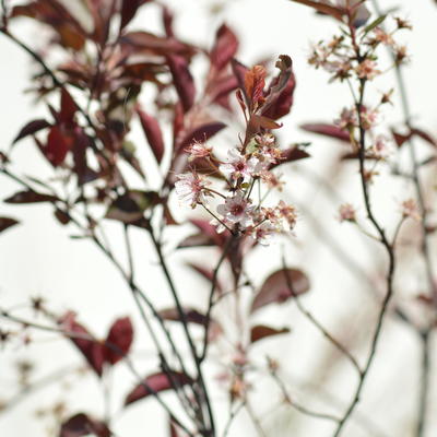 Sierpruim, Zandkers - Prunus x cistena