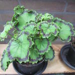 Pelargonium 'Distinction' - Geranium