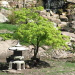 Acer palmatum 'Dissectum' - Japanse esdoorn