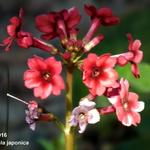 Primula japonica - Sleutelbloem / Japanse etageprimula