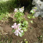 Lamium maculatum 'Pink Pewter' - Gevlekte dovenetel - Lamium maculatum 'Pink Pewter'