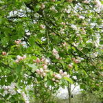 Malus domestica 'Schone Van Boskoop'  - Appelboom